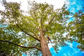 Best Tree Trimming and Pruning  in New Buffalo, MI