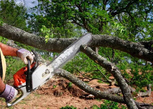 Best Commercial Tree Services  in New Buffalo, MI